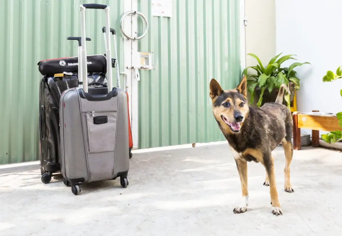 Un chien attend patiemment près des valises, prêt pour un voyage en Suisse.