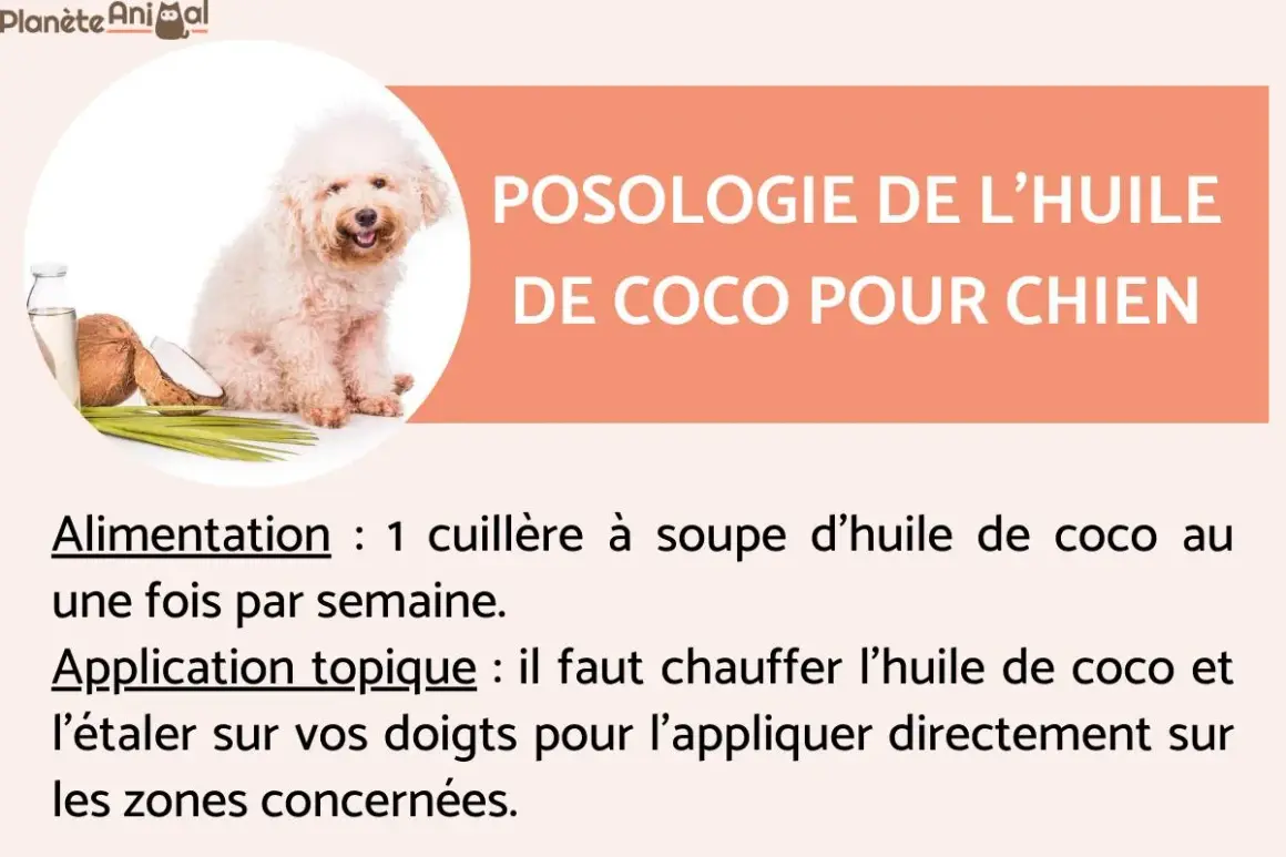 Un chien blanc à côté de noix de coco et d'huile. L'image aborde la posologie de l'huile de coco pour chien, mentionnant son utilisation alimentaire et topique, et les dangers potentiels si mal utilisée.