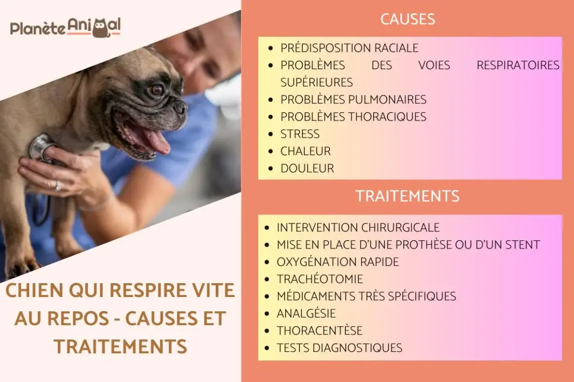 Un bouledogue français, un chien qui respire vite en dormant, est examiné par un vétérinaire. La page liste les causes et traitements.