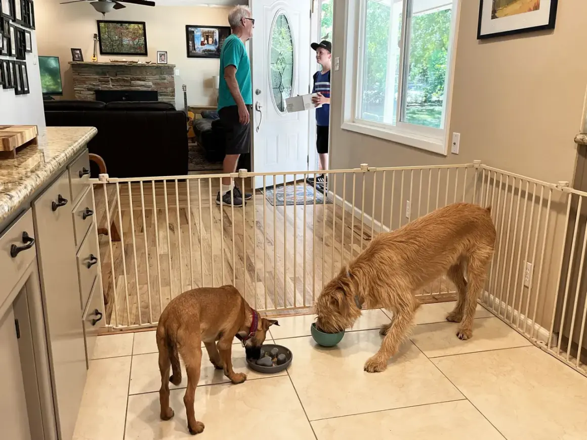 Deux chiens mangent dans des bols, séparés par une barrière à chien. Un homme et un garçon se tiennent près de la porte d'entrée.