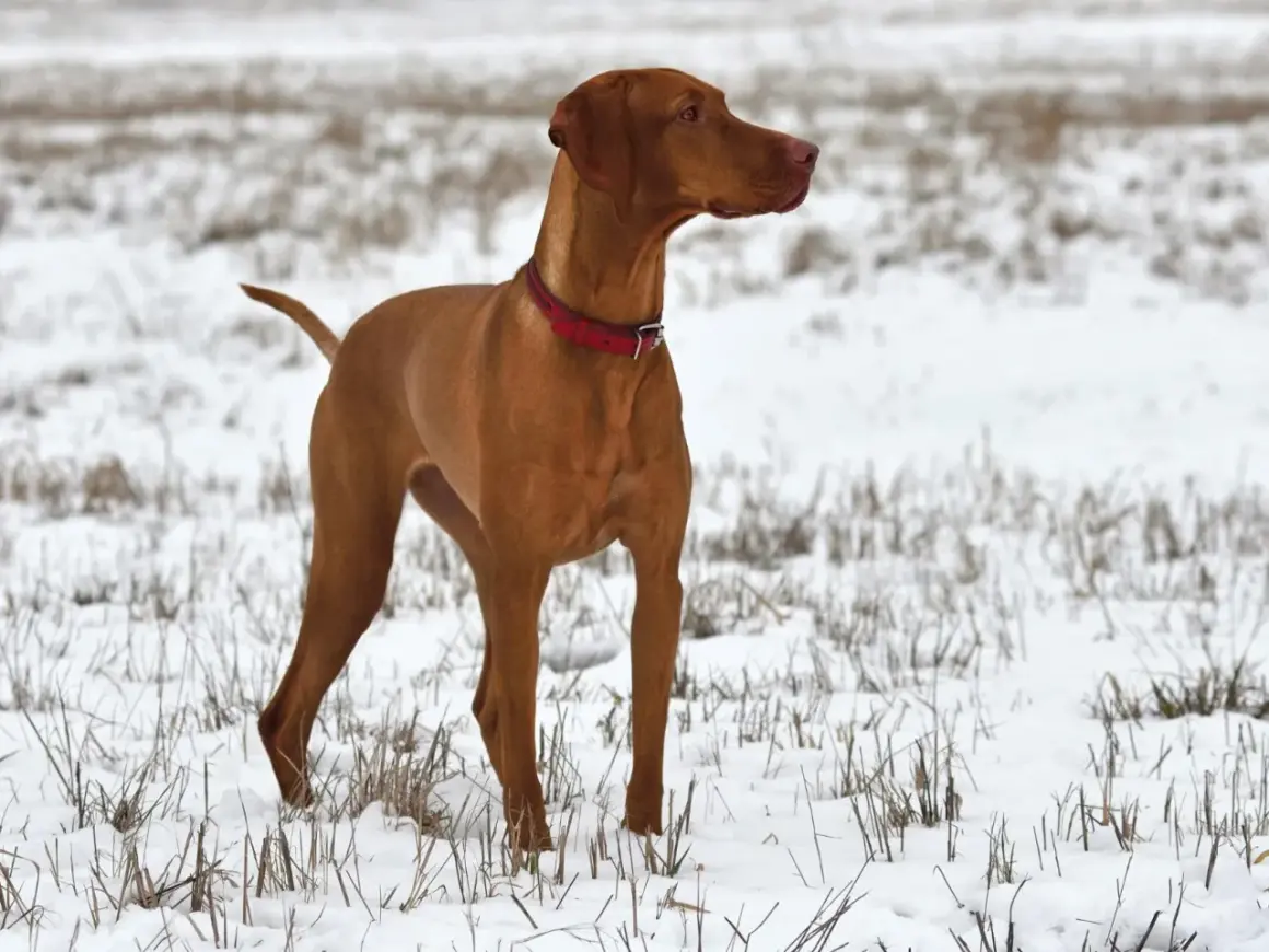 Un élégant braque hongrois, au pelage roux, se tient fièrement dans un champ enneigé, prêt pour une aventure hivernale.