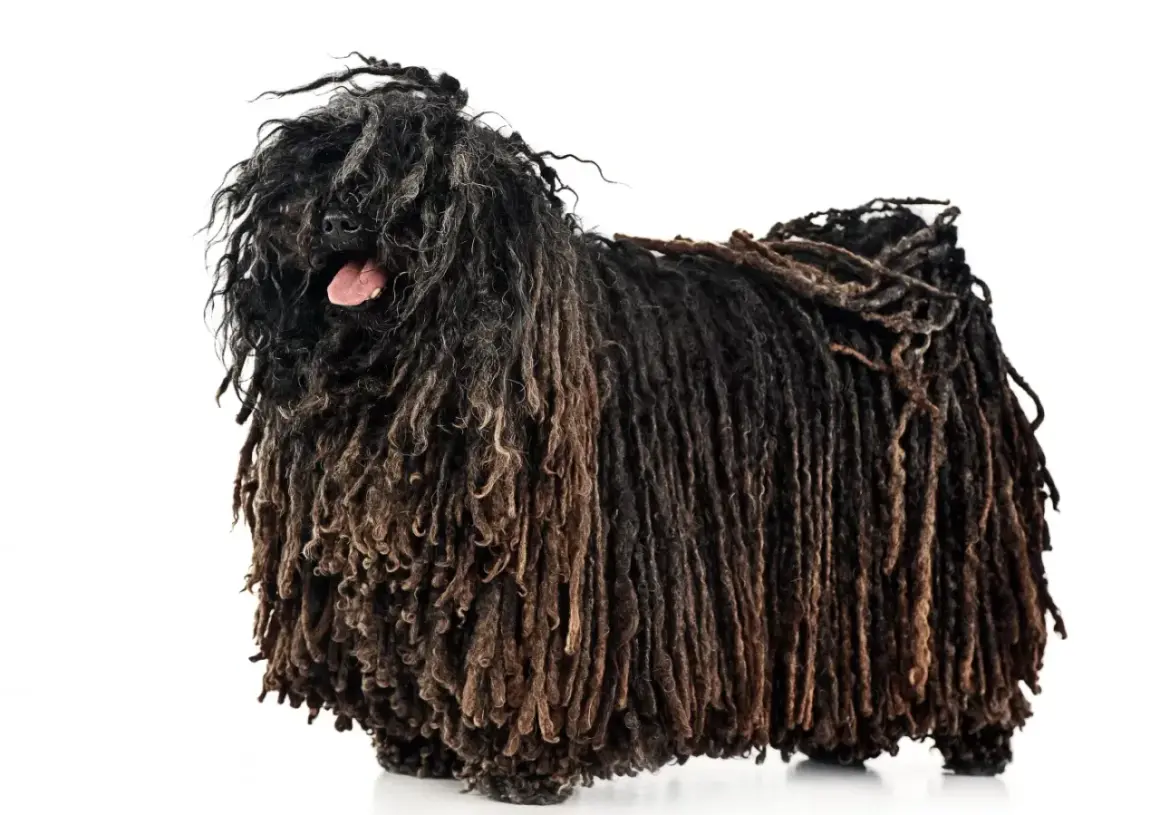 Un chien au pelage unique, ressemblant à des dreadlocks, se tient fièrement. Sa langue rose dépasse légèrement, ajoutant une touche de personnalité à son look distinctif.