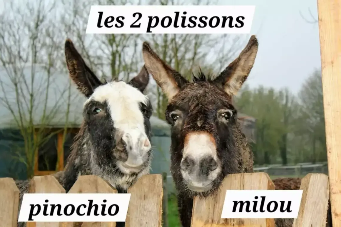 Deux ânes, Pinocchio et Milou, profitent d'un week-end nature. Ces deux polissons curieux regardent par-dessus une clôture en bois.
