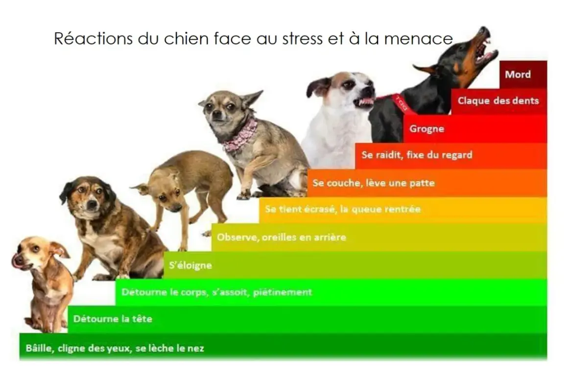 Un chiot qui grogne et montre les dents, signe de stress. L'image illustre les réactions canines face à la menace, du bâillement à la morsure.