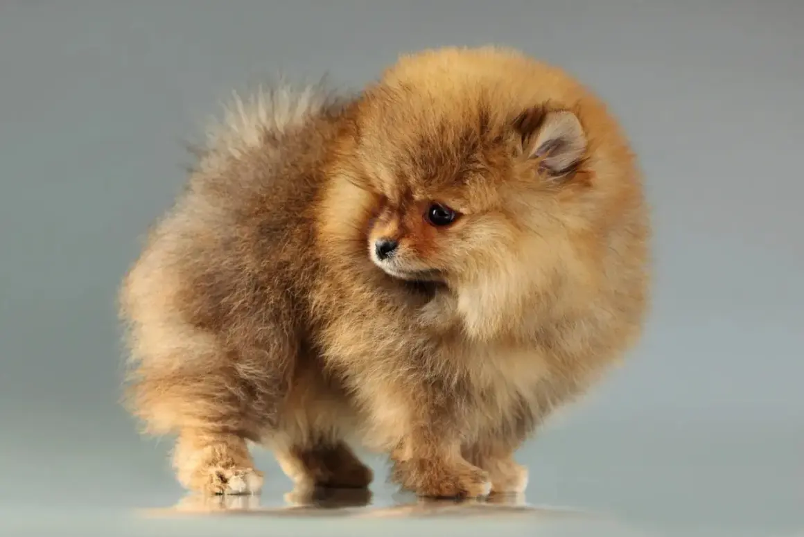 Un adorable spitz nain, tout en fourrure dorée, semble se retourner timidement. Un collier spitz nain lui irait à merveille.