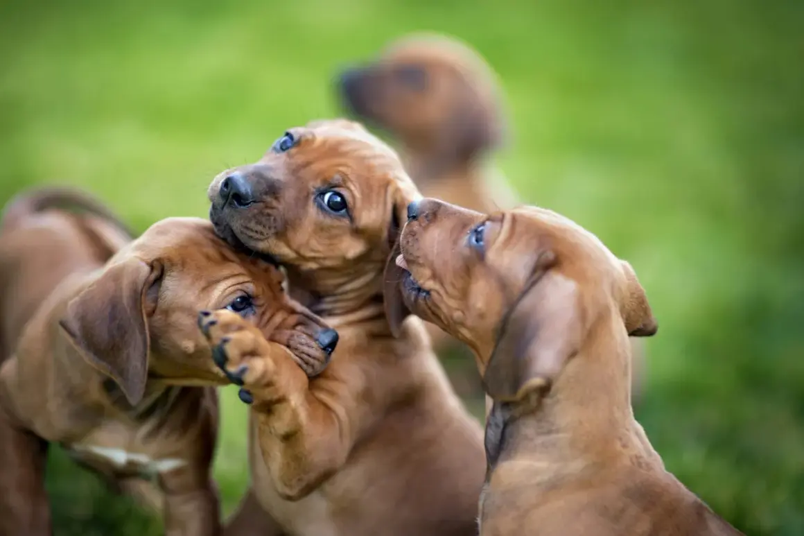 Trois chiots bruns jouent sur l'herbe. L'un d'eux mordille la patte d'un autre, tandis qu'un troisième lèche le museau du premier. Parfaits pour un chien d'appartement qui n'aboie pas.