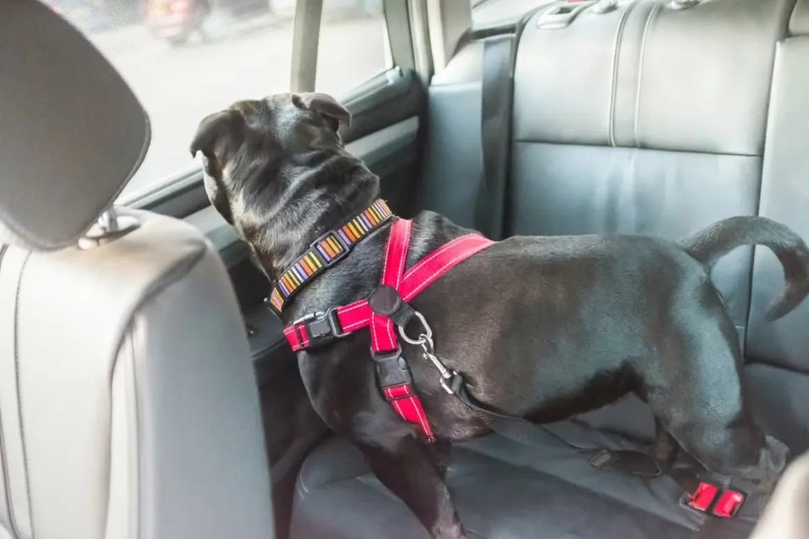 Chien noir dans une voiture, portant un harnais rouge et un collier coloré. Le harnais chien voiture obligatoire assure sa sécurité.