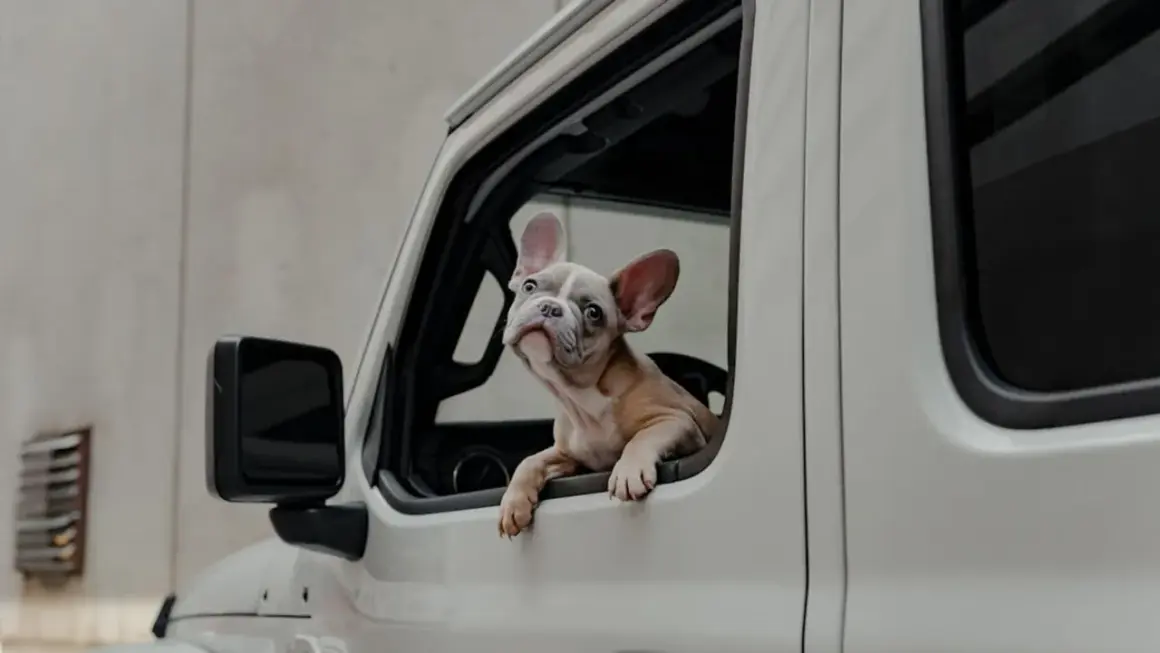 Un adorable bouledogue français regarde par la fenêtre d'une voiture, prêt pour une aventure sur l'autoroute.