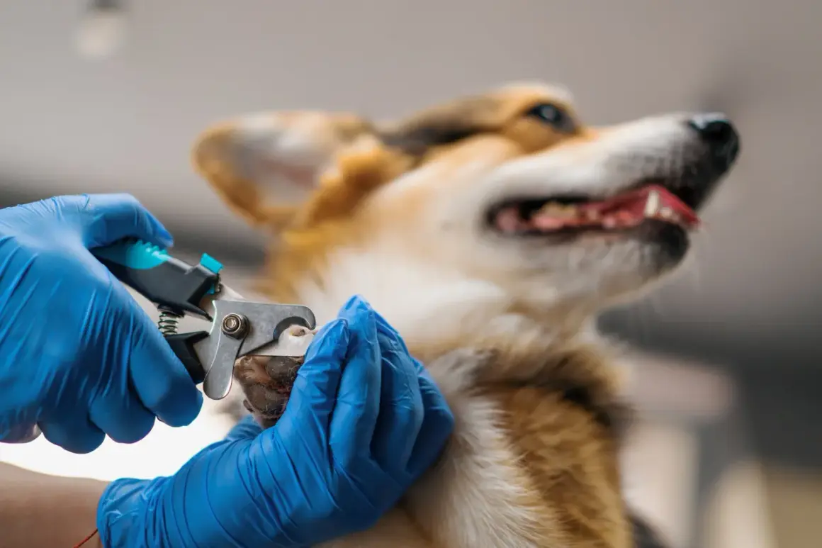 Gros plan sur une main gantée bleue effectuant une coupe griffe chien. Le corgi regarde ailleurs, détendu.