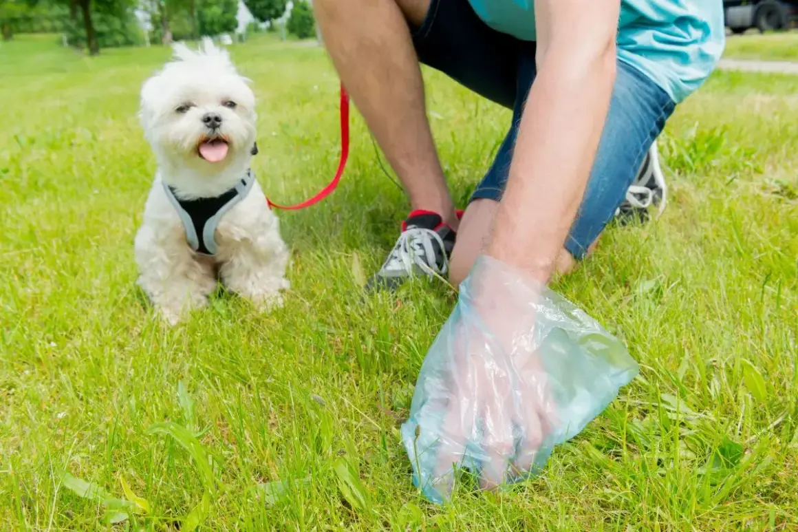 Un homme utilise une pelle à caca pour ramasser les déjections de son petit chien blanc sur l'herbe.