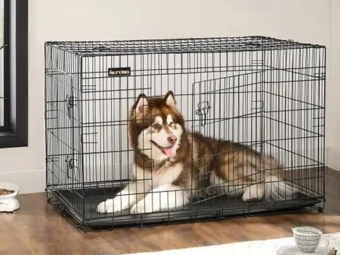 Un grand chien de race Husky est couché dans une cage. Il a l'air content et détendu.