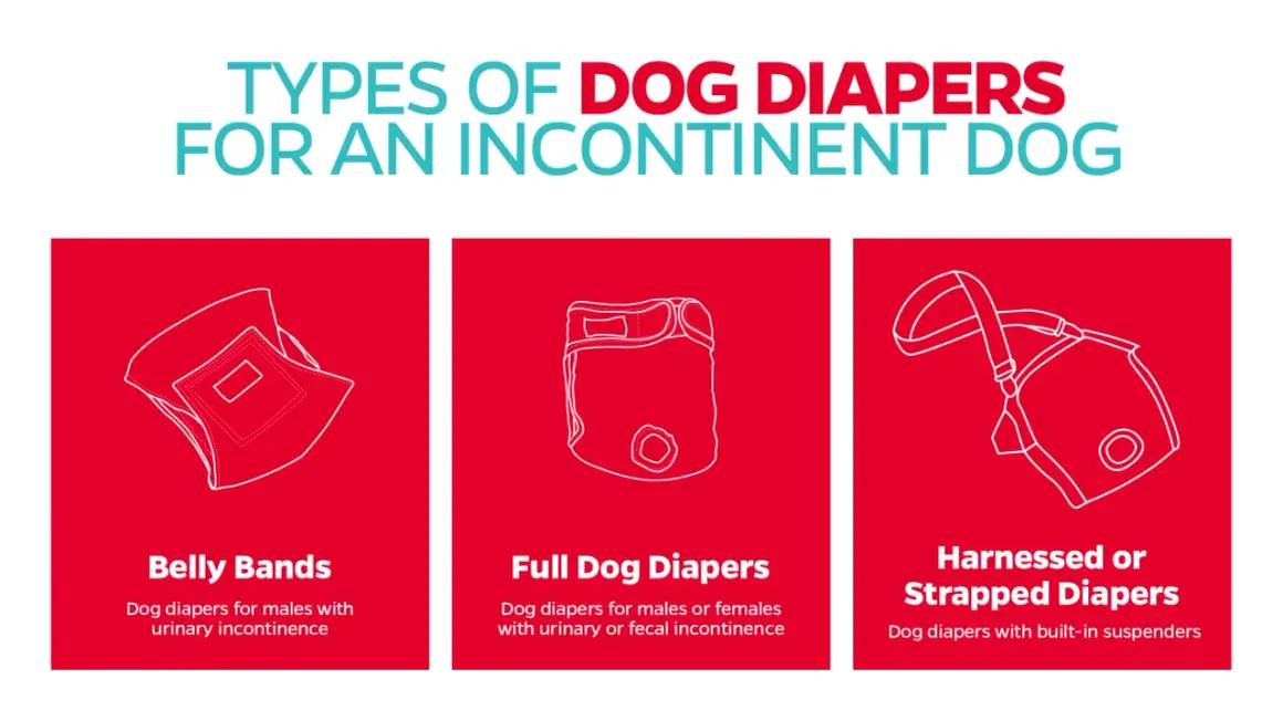 Illustrations de trois types de culottes pour chiens : bande ventrale, culotte complète et culotte à bretelles.