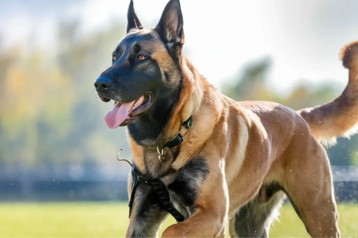 Malinois athlétique, prêt à l'action, porte un collier et un harnais robustes. Son regard vif et sa langue pendante témoignent de son énergie.