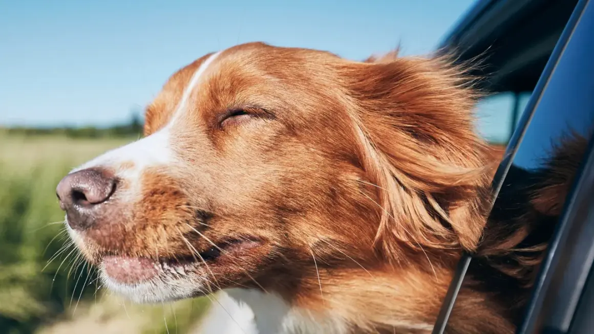 Un chien roux aux yeux fermés savoure le vent sur son museau, profitant de ses vacances pour célibataire avec chien.