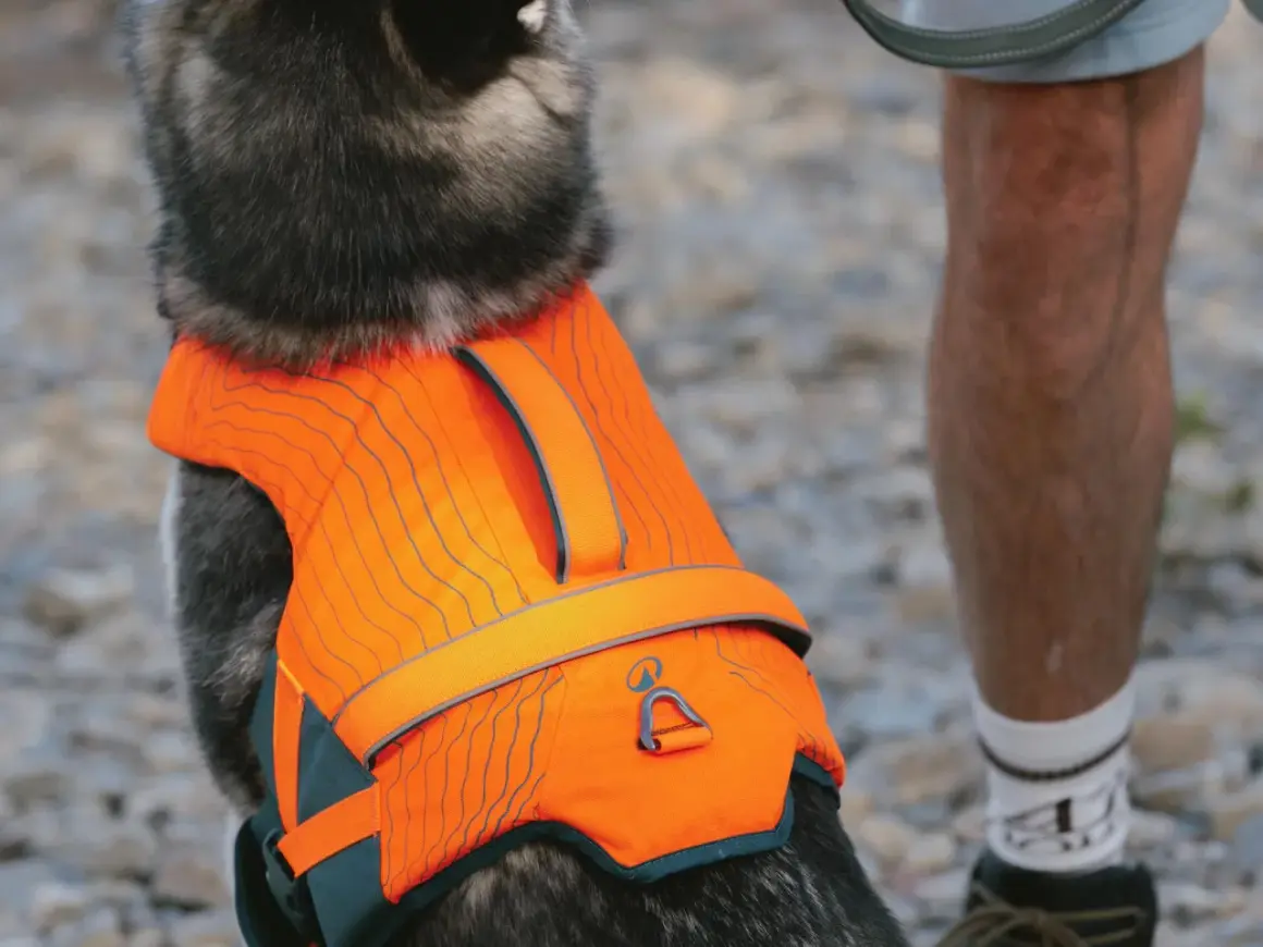 Un chien porte un gilet sauvetage orange vif, prêt pour l'aventure aquatique.