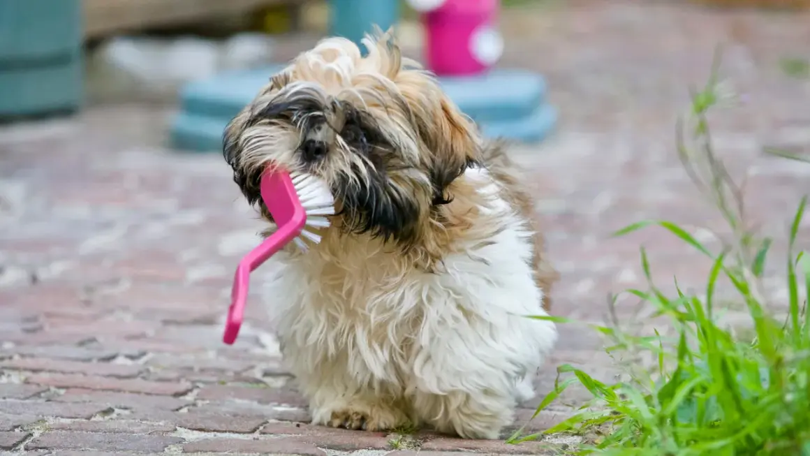 Un adorable Shih Tzu mâchouille une brosse rose, peut-être en attendant son toilettage.