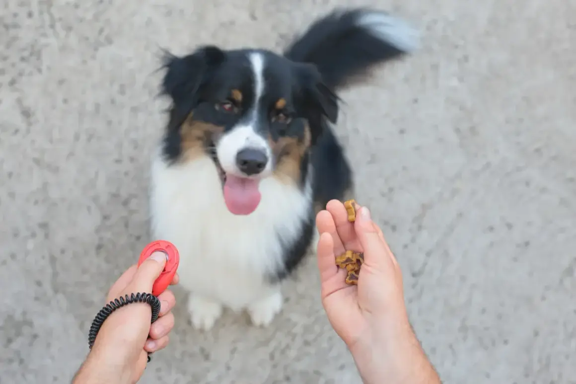 Un chien attend patiemment sa récompense. Une main tient un clicker chien rouge, l'autre des friandises.