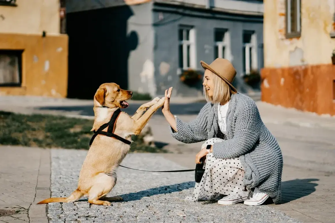 Une femme et son chien se donnent une "high five" en pleine rue. Une scène joyeuse qui illustre la garde de chien entre particulier.