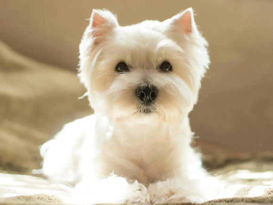 Un adorable westie chien, tout blanc et tout doux, pose paisiblement, baigné par la lumière du soleil.