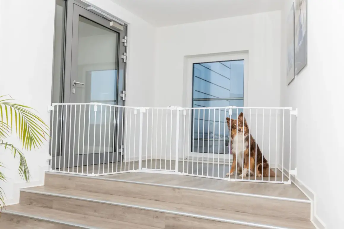 Un chien brun et blanc est assis derrière une barrière de porte pour chien blanche, installée sur des marches en bois.