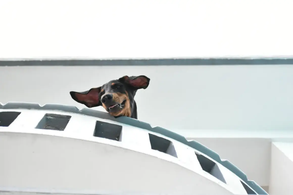 Un chien joyeux, oreilles au vent, semble prendre le ferry avec son chien. L'aventure commence !