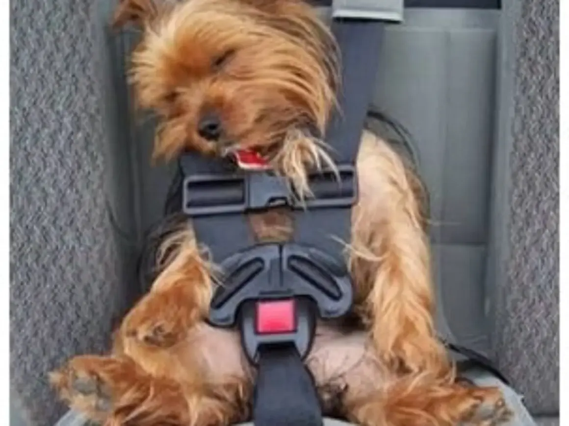 Un petit chien, un Yorkshire, dort paisiblement dans son siège auto, bien attaché. Ce cocculine chien est prêt pour le voyage.