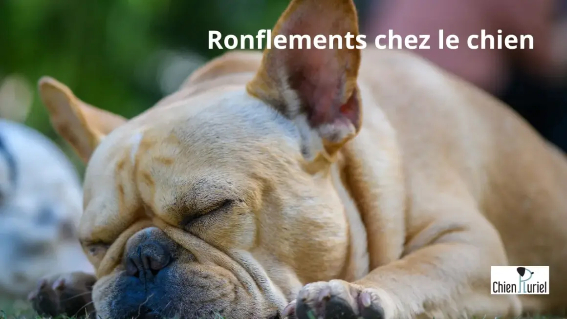 Un bouledogue français dort paisiblement, son museau froissé suggérant un chien qui ronfle.