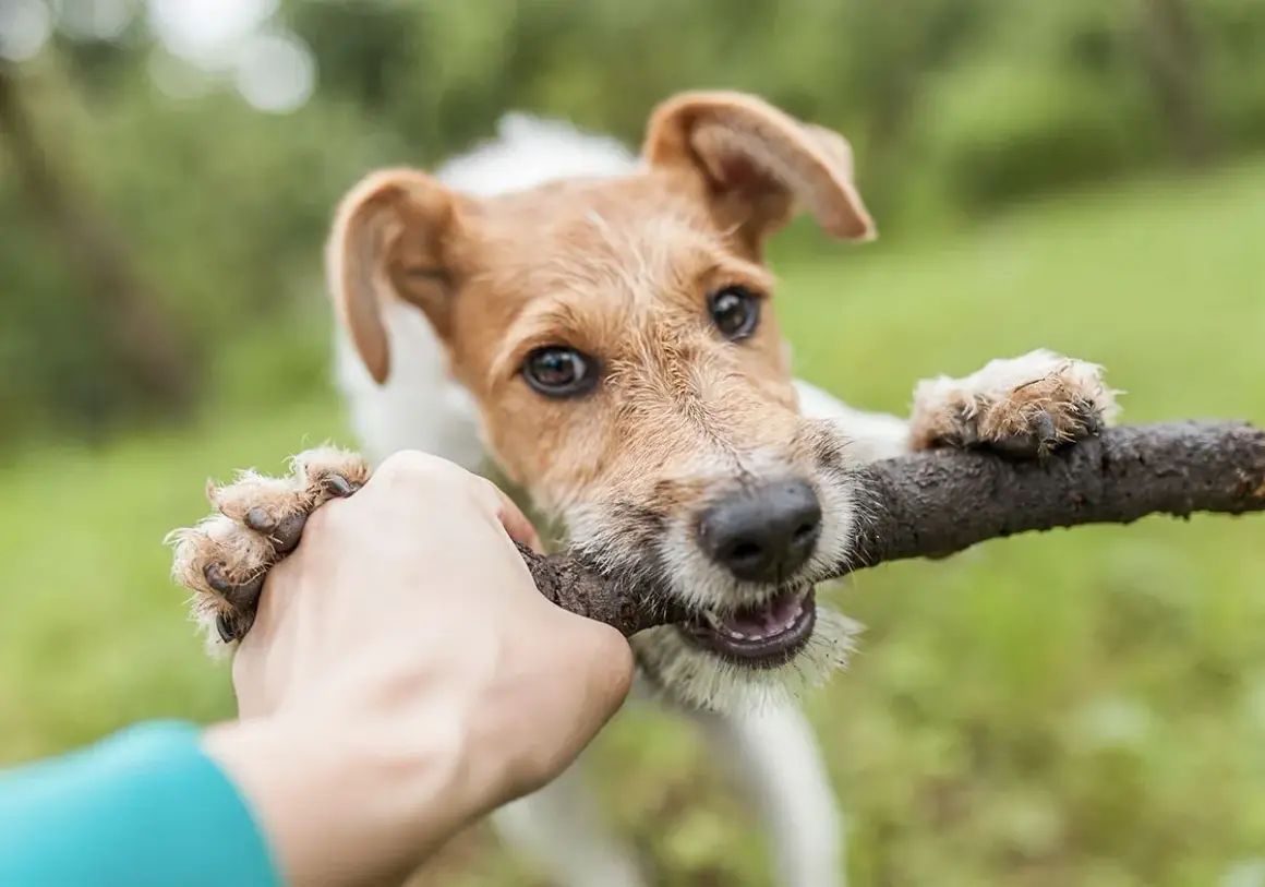 Un chien hyperactif, un terrier aux poils broussailleux, tire sur un bâton avec une main humaine. Ses yeux pétillent de joie.