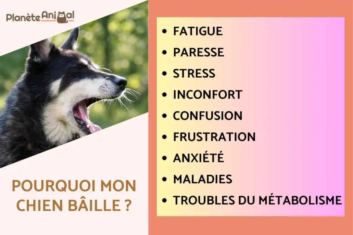 Gros plan sur un chien qui baille, le texte "Pourquoi mon chien bâille ?" est visible. La liste des raisons inclut fatigue, stress et inconfort.