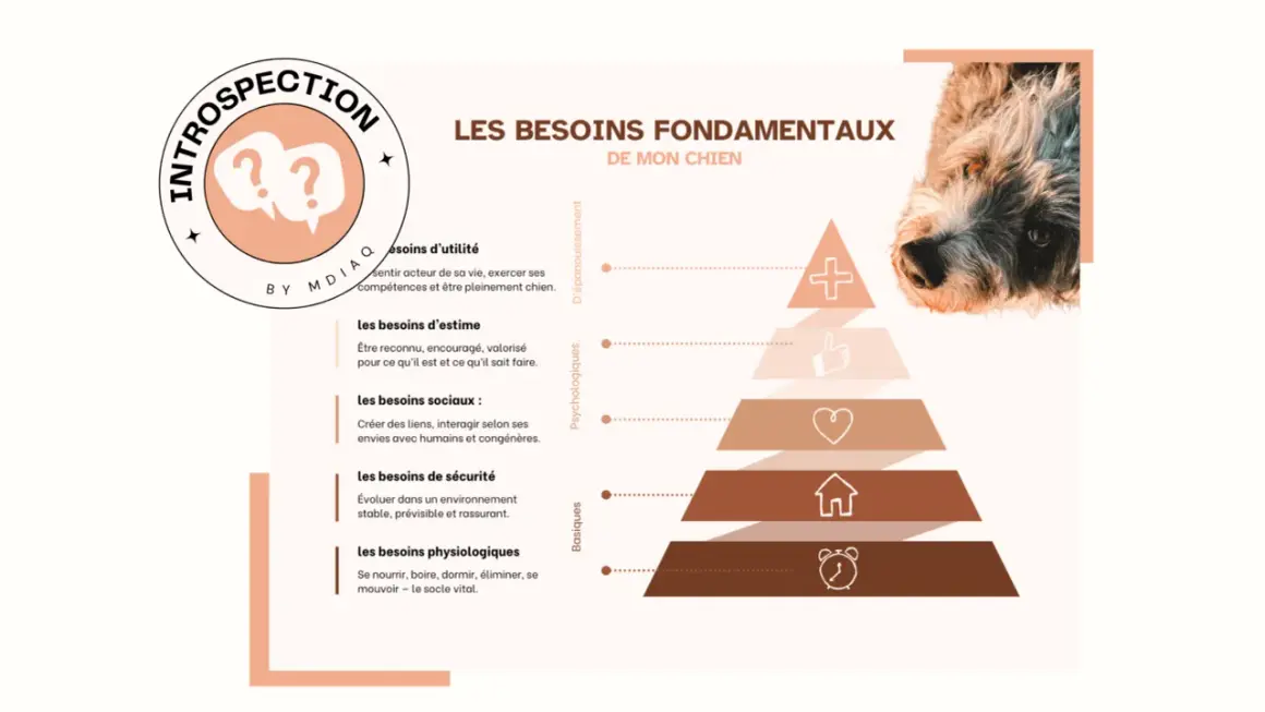 La pyramide de Maslow pour chien, illustrant ses besoins fondamentaux : physiologiques, sécurité, sociaux, estime et utilité.