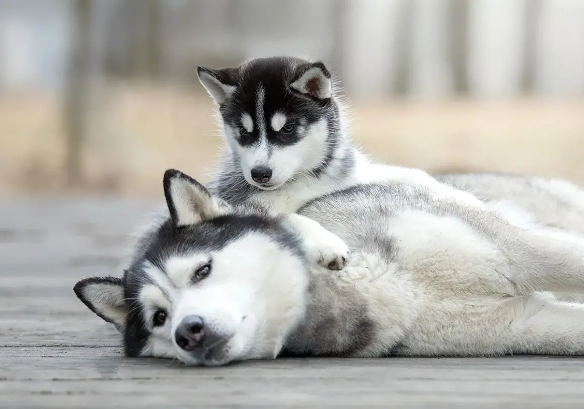 Un adorable chiot husky de 2 mois se repose sur sa mère, leurs fourrures grises et blanches se mêlant.