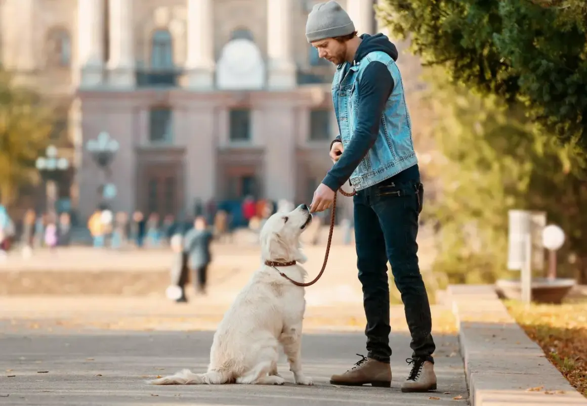 Un homme fait du dressage chien avec son golden retriever en extérieur. Le chien est assis, attentif, et reçoit une friandise.