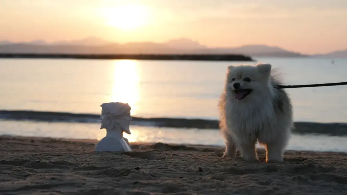 Un adorable petit chien blanc sur une plage de Fréjus, au coucher du soleil. À ses côtés, un buste antique.