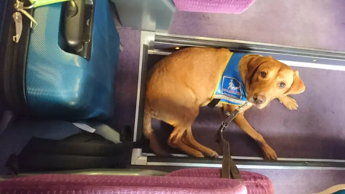 Un chien guide patient attend sagement dans un compartiment, prêt pour un long trajet en voiture.