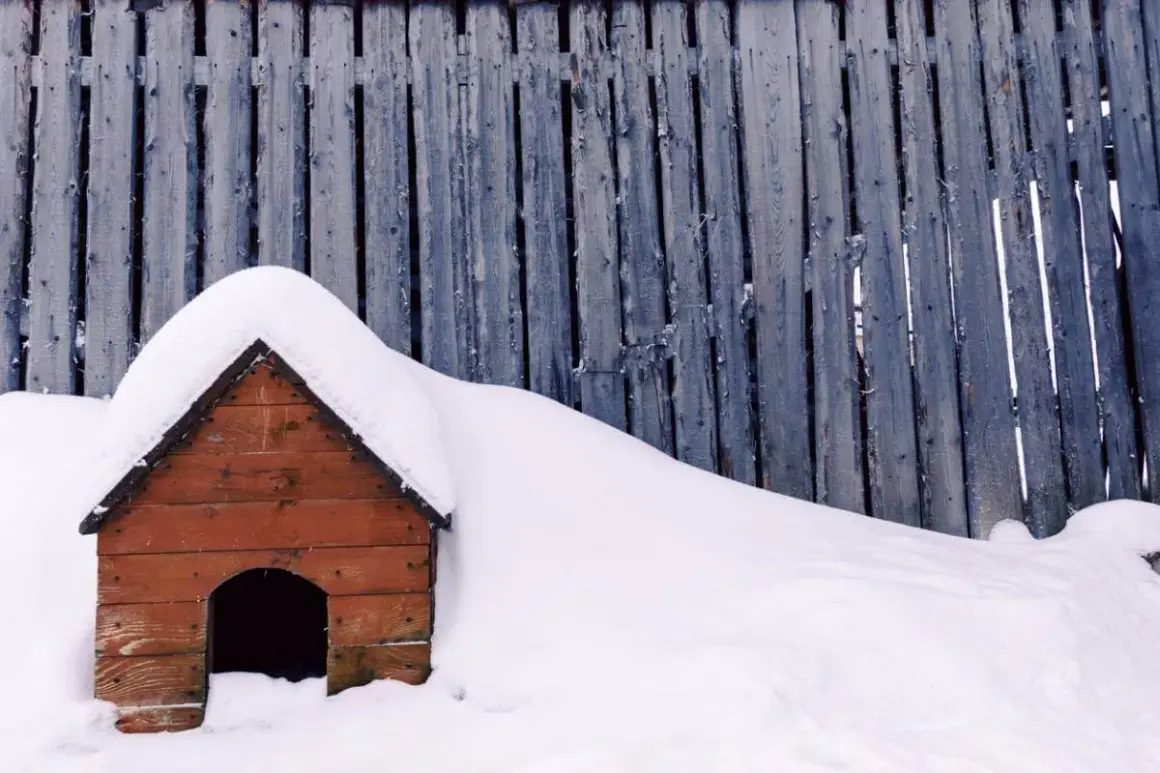 Une niche de chien en bois, recouverte de neige, se dresse devant une clôture en bois usée. L'isolation de cette niche de chien est assurée par la neige épaisse.