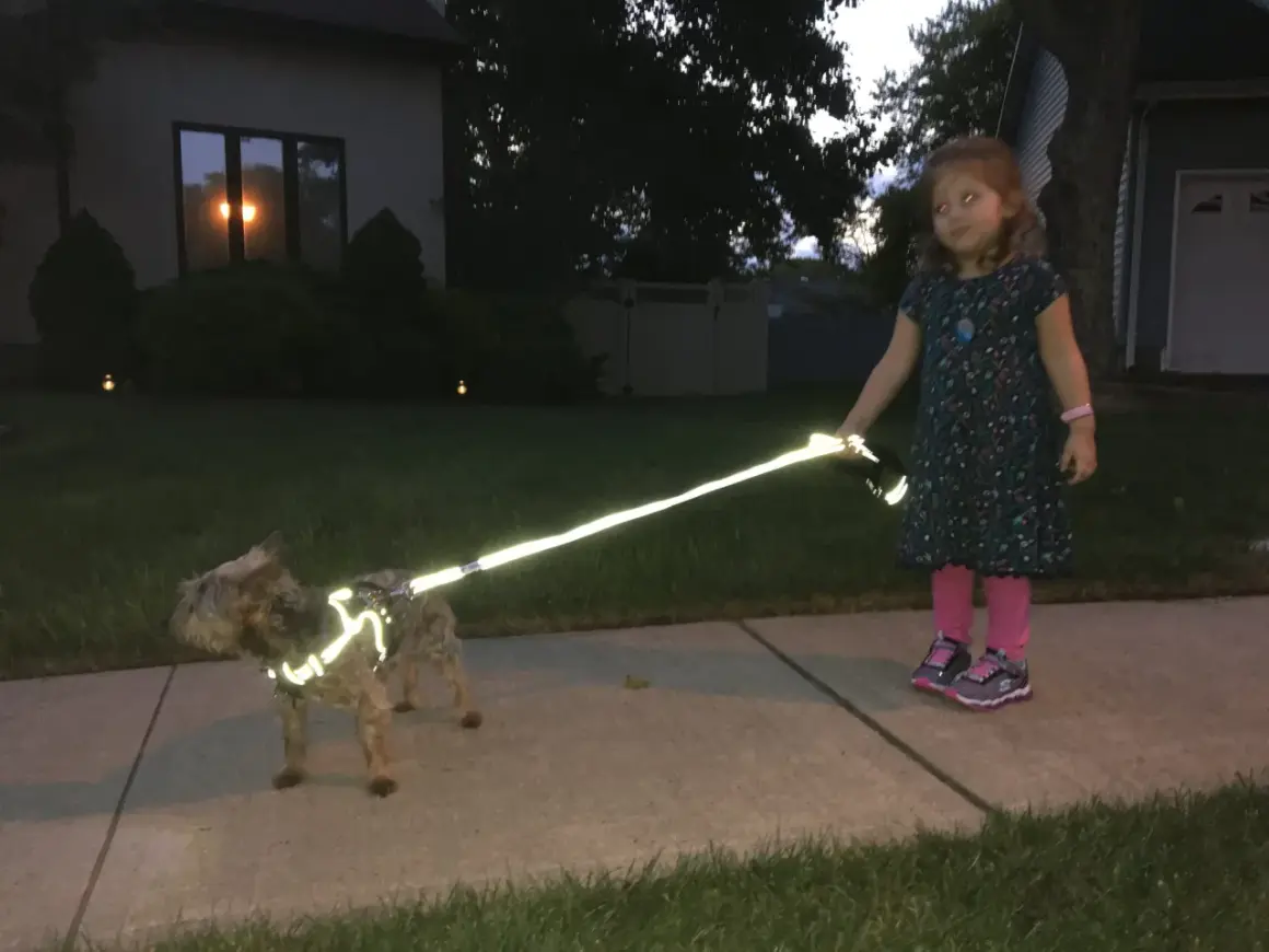 Une petite fille promène son chien, visiblement en soirée. Le chien porte un harnais réfléchissant qui brille intensément, assurant sa visibilité.
