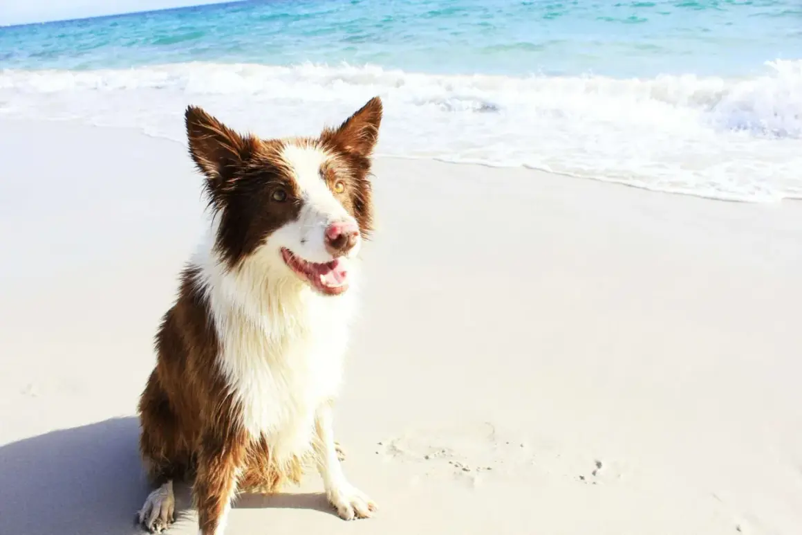 Un chien marron et blanc, heureux, assis sur la plage de Pornic, avec l'océan bleu en arrière-plan.