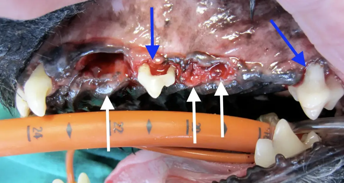 Bouche d'un chien avec gencives enflammées et une dent qui bouge. Que faire ? Consultation vétérinaire urgente.