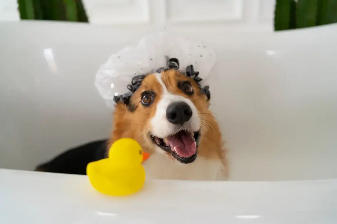 Un adorable corgi, coiffé d'un bonnet de bain, attend son tour dans le bac à lavage pour chien, un canard en plastique jaune à ses côtés.