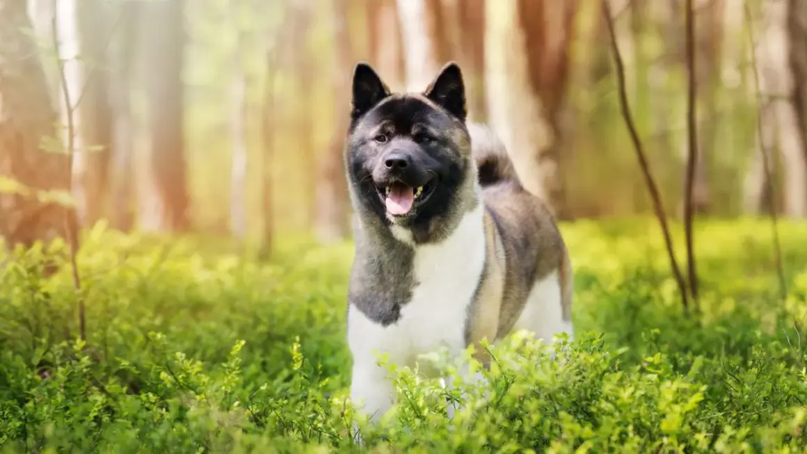 Un akita américain, imposant par son poids, sourit dans une forêt verdoyante.