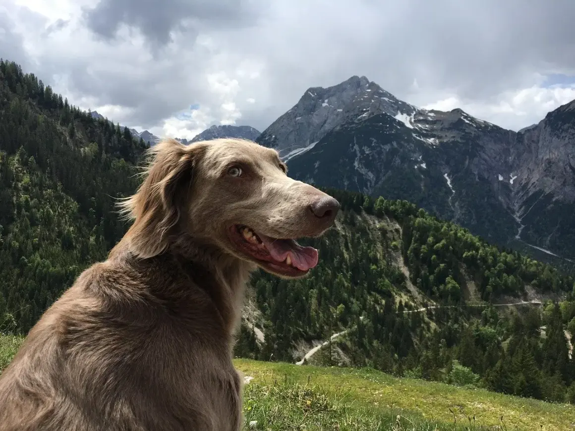 Un chien weimaraner, le regard vif, profite d'une vue imprenable sur les montagnes. Il semble prêt à explorer, se demandant combien de km peut marcher un chien par jour.
