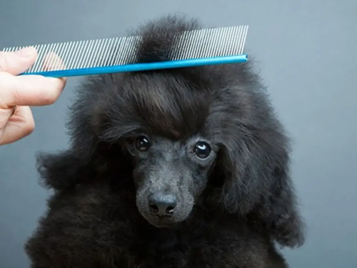 Un peigne à puce pour chien démêle la fourrure d'un caniche noir.
