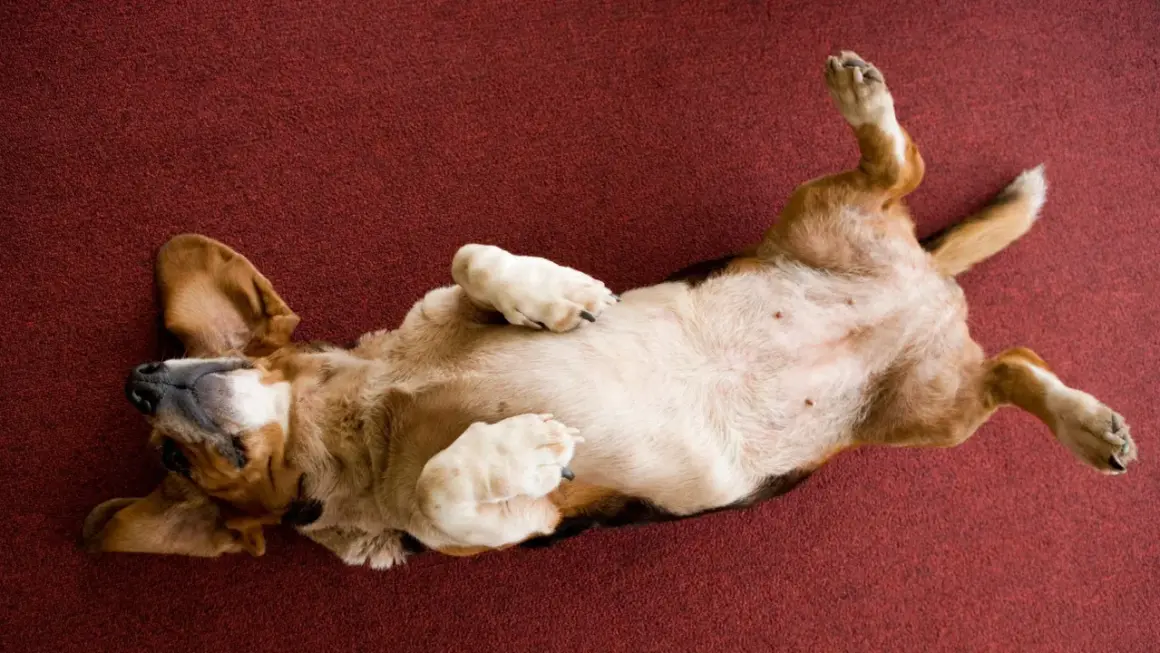Un chien dort sur le dos, pattes en l'air, sur un tapis rouge. Il semble très détendu et heureux.