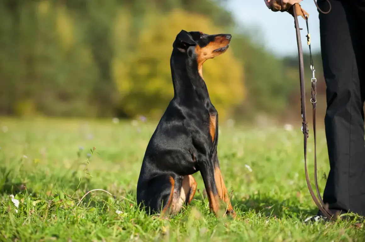 Un Doberman noir et brun, tel un chien alpha, est assis dans l'herbe, attendant patiemment les ordres de son maître.