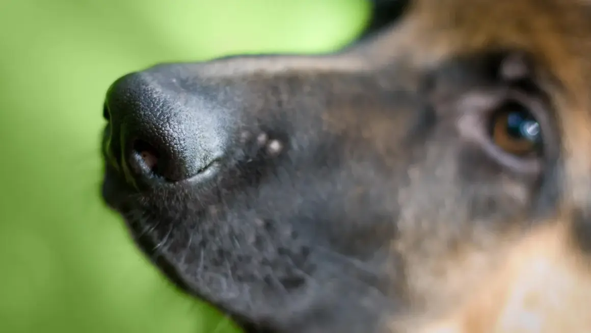 Gros plan sur le museau d'un chien, avec son œil brun visible en arrière-plan flou. Le nez est humide et texturé, prêt à explorer le monde.