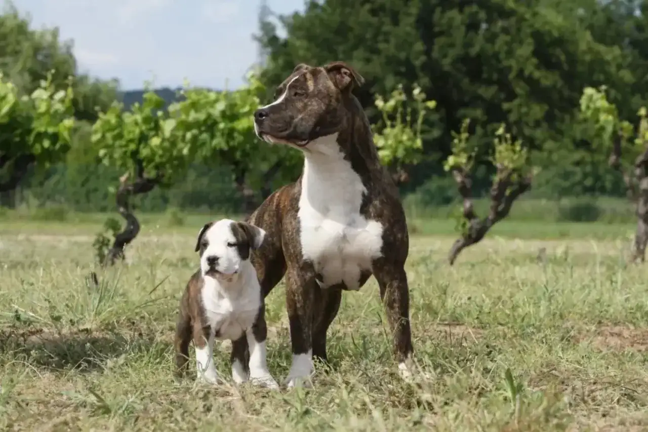 Décatégoriser un chien - diagnose, mairie et démarches