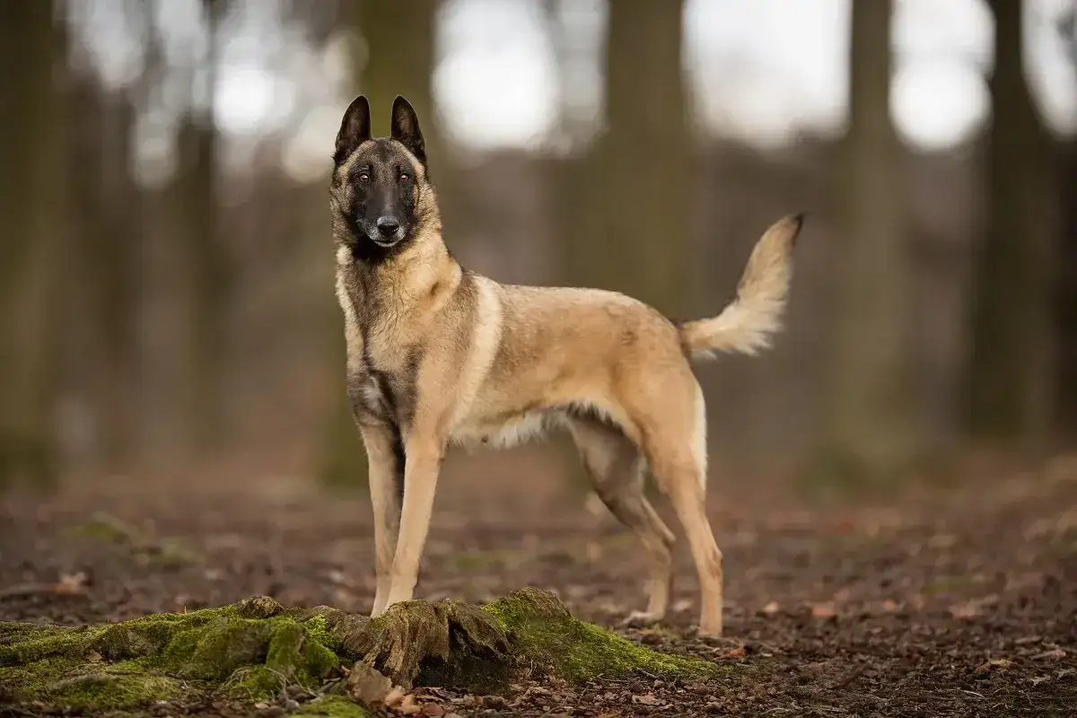 Le Berger Belge Malinois est-il un chien catégorisé ?