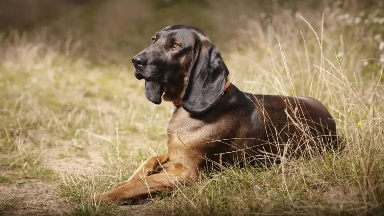 Chien de sang pour grand gibier - races, dressage et méthode