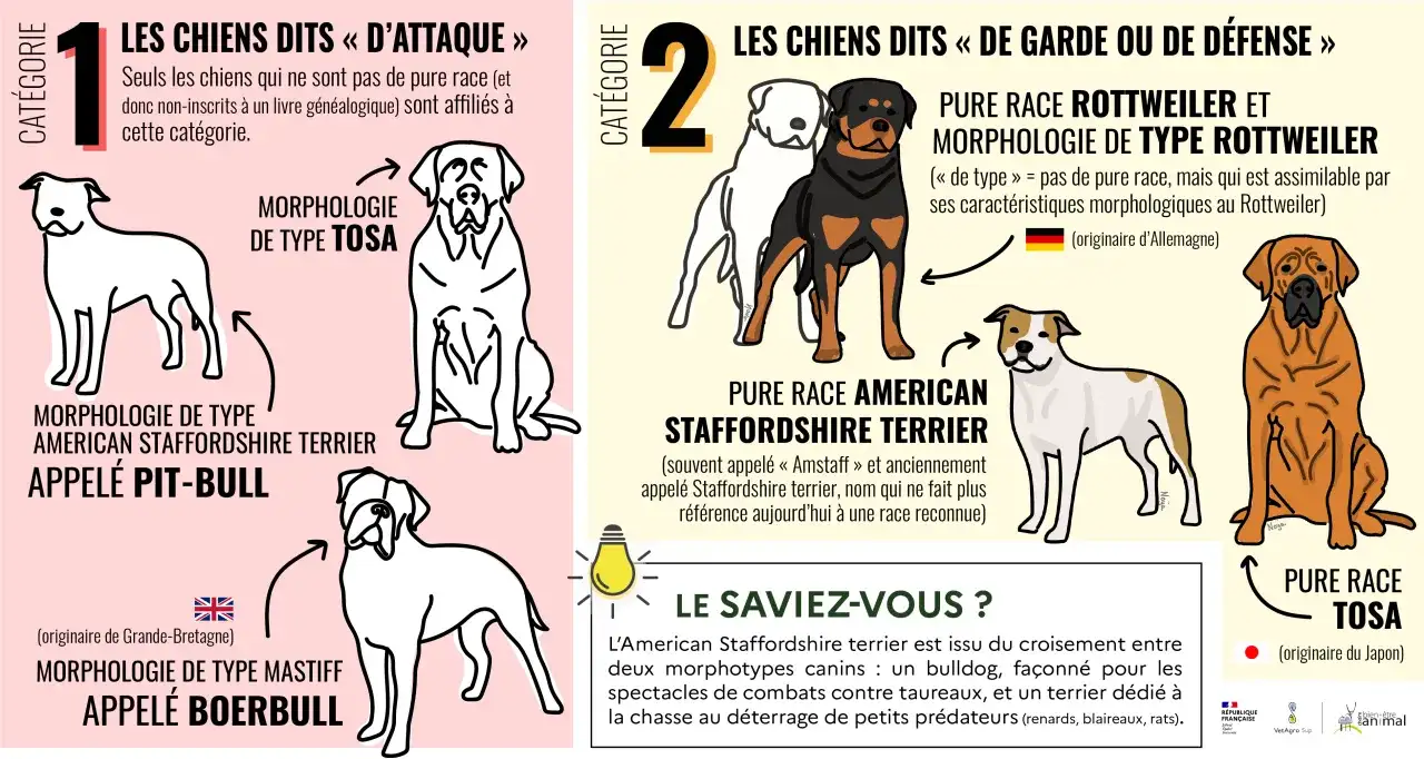 Chien croisé et catégorie 1 ou 2 - que dit la loi ?