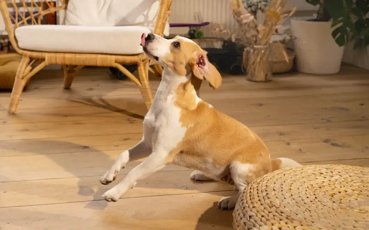 Foie pour chien - quelle quantité et quels risques ?